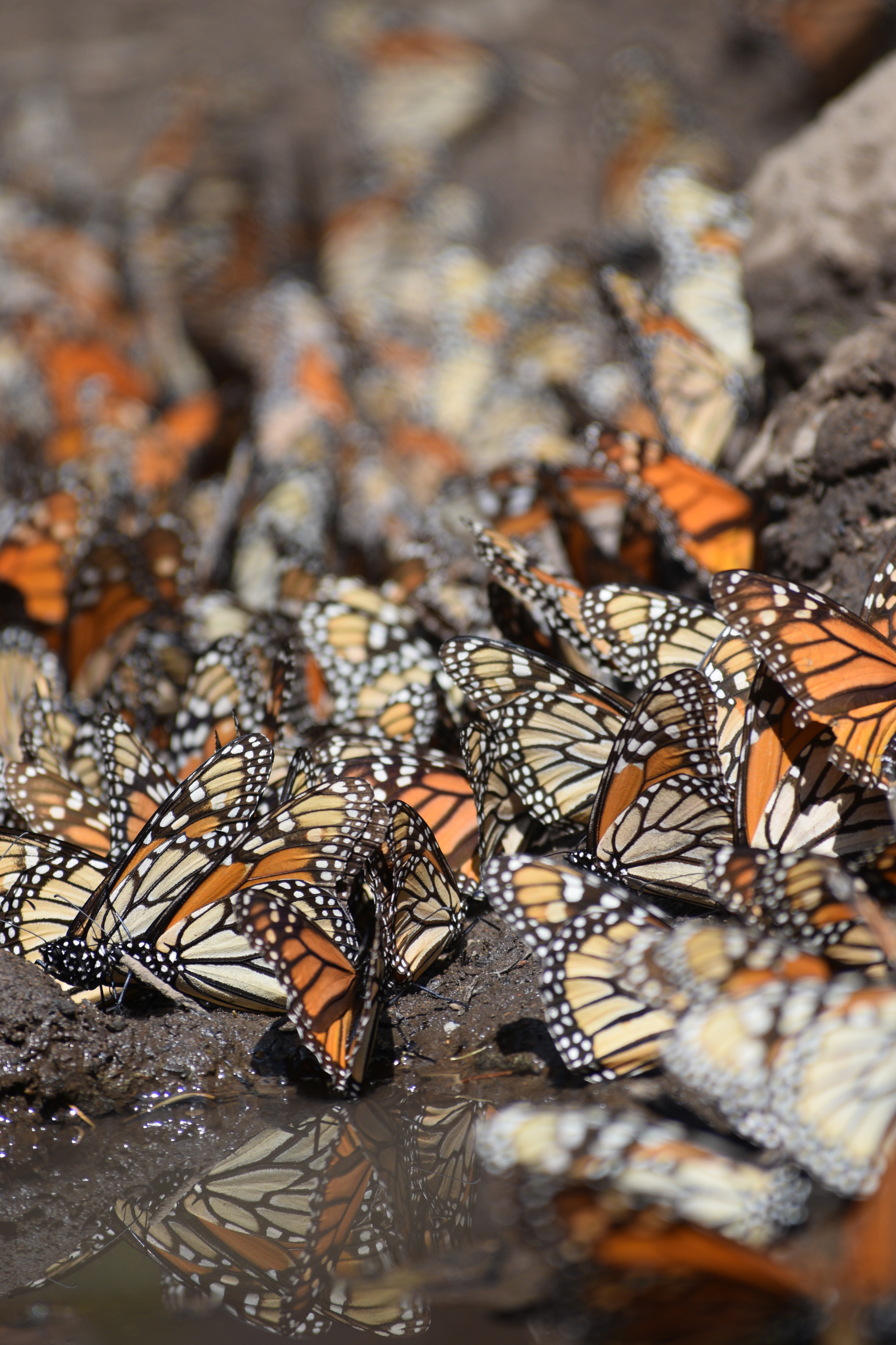 Monarchs stand close together on muddy ground on the edge of a puddle.