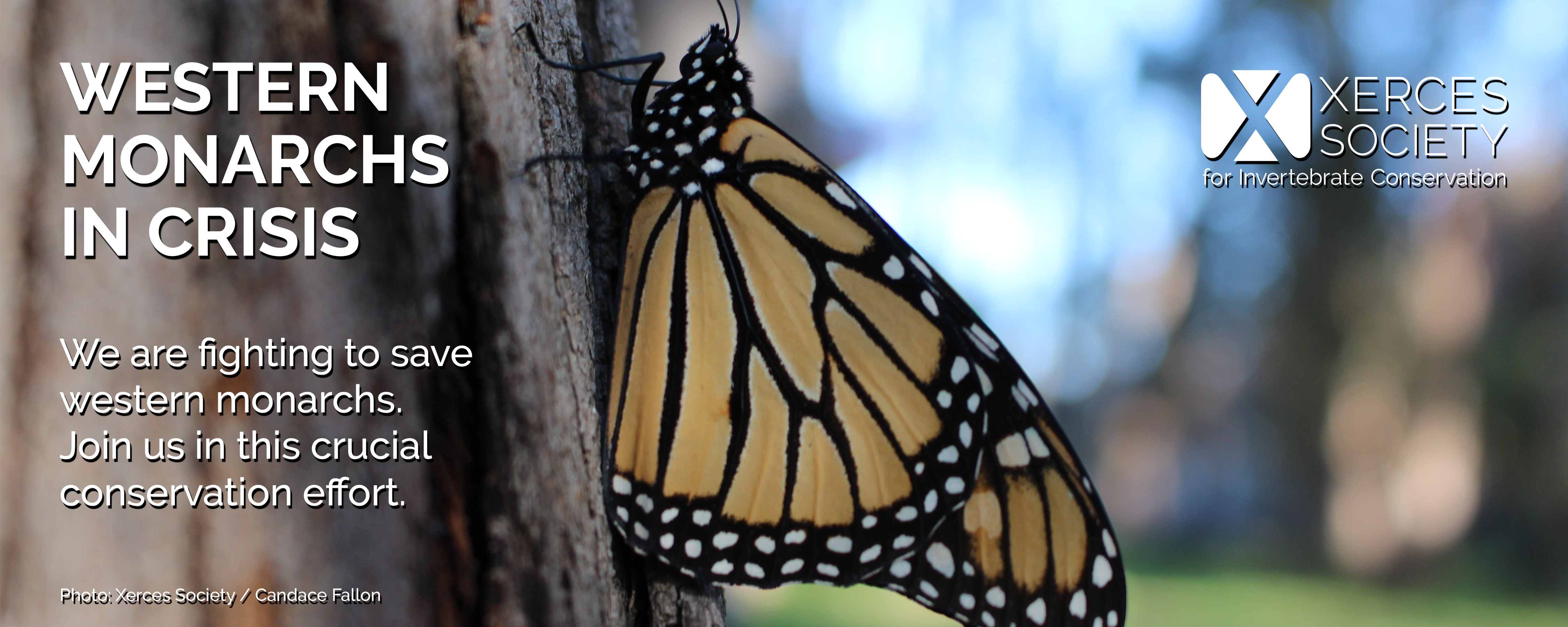 A monarch rests on the trunk of a tree within an overwintering grove