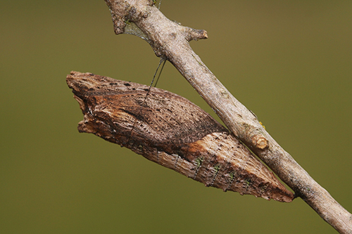 Brown chrysalis looking just like a dead leaf suspends from a stick