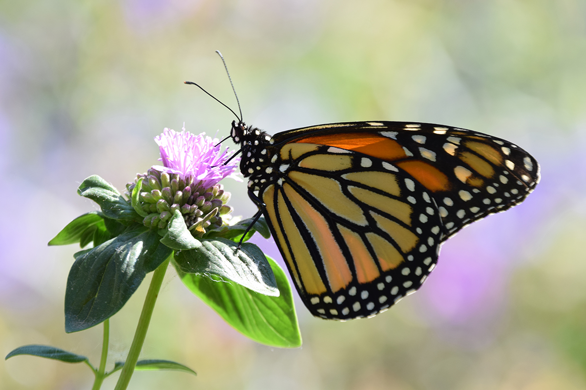 Monarch butterfly drinks from Coyote mint
