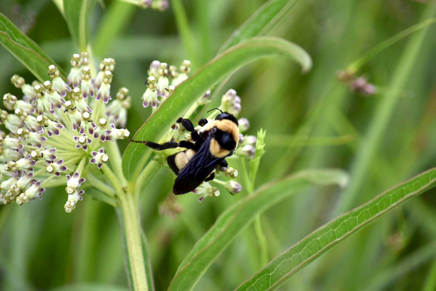 Southern plains bumble bee on milkweed blooms