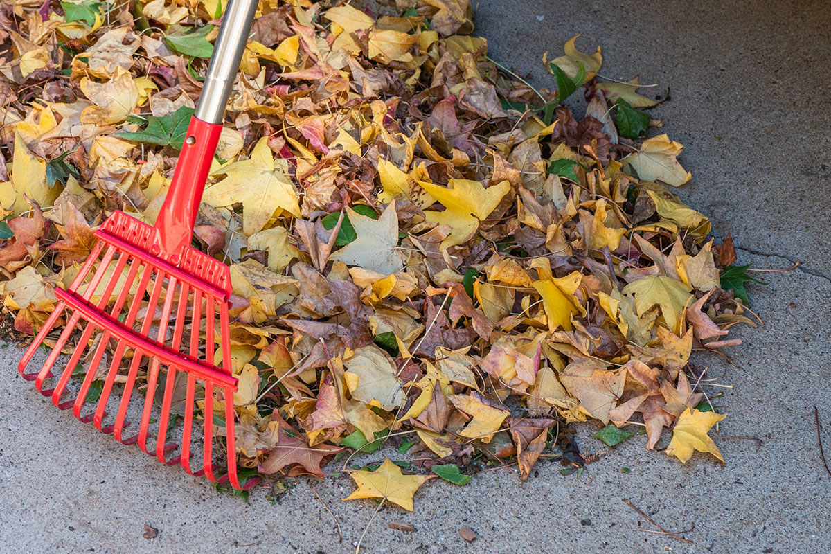 Rake collecting leaves into a pile