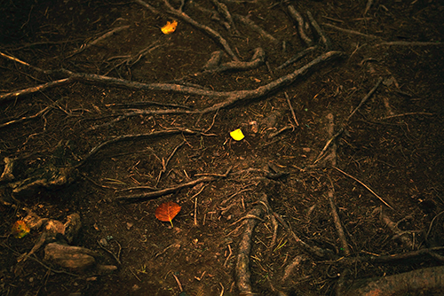 Soil, roots and fallen leaves