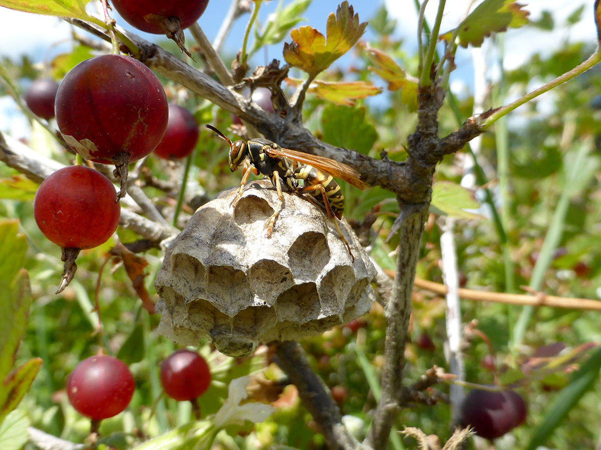 Paper wasp rests on nest