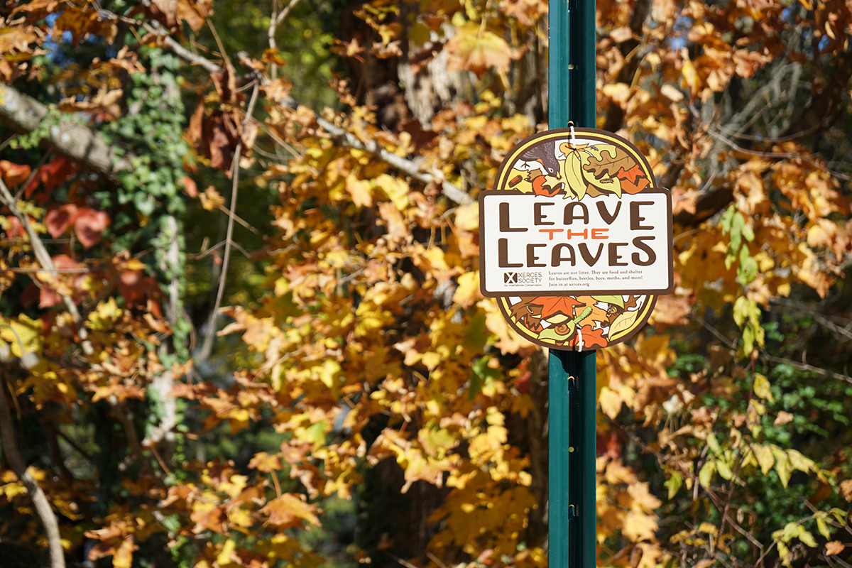 Sign that says "Leave the Leaves" hanging in front of trees in autumn