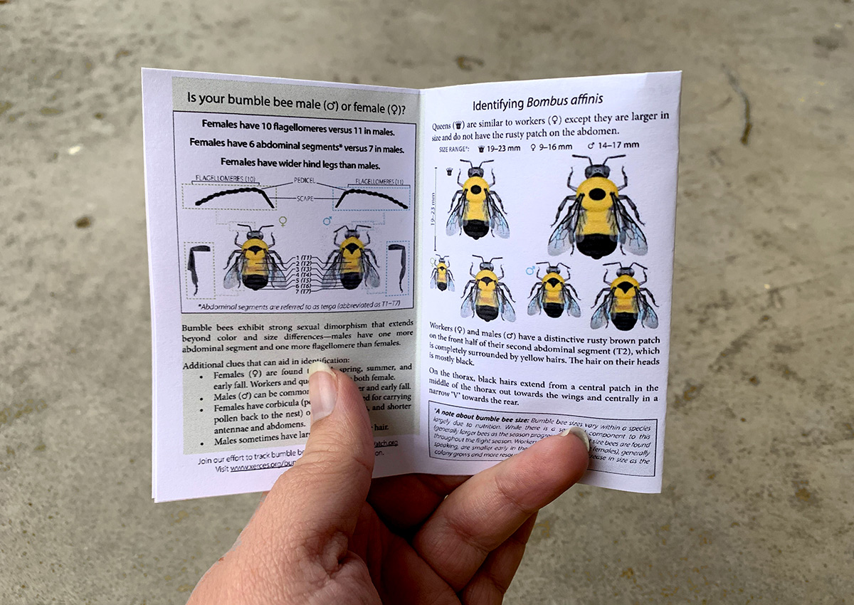 Pocket guide opened to a spread showing photos of bumble bees and describing body parts to look for while attempting identification