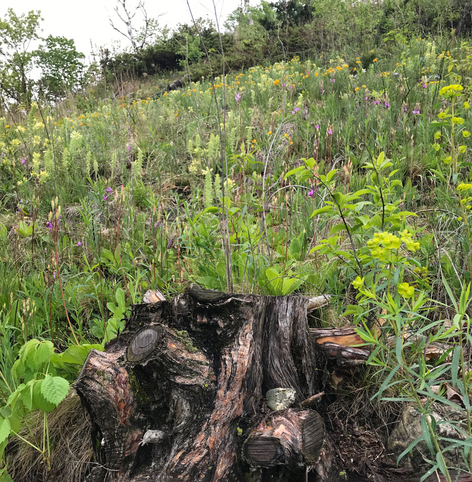 Tree stump surrounded by prairie