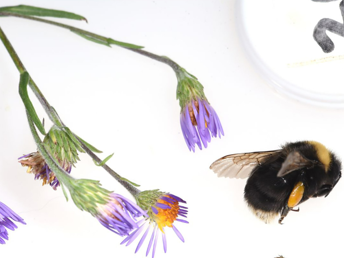 Temporarily paralyzed western bumble bee laying on a white surface during a bumble bee survey, with aster flowers also present