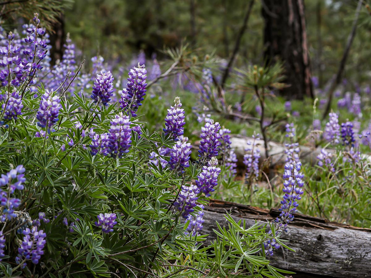Patch of lupine flowers