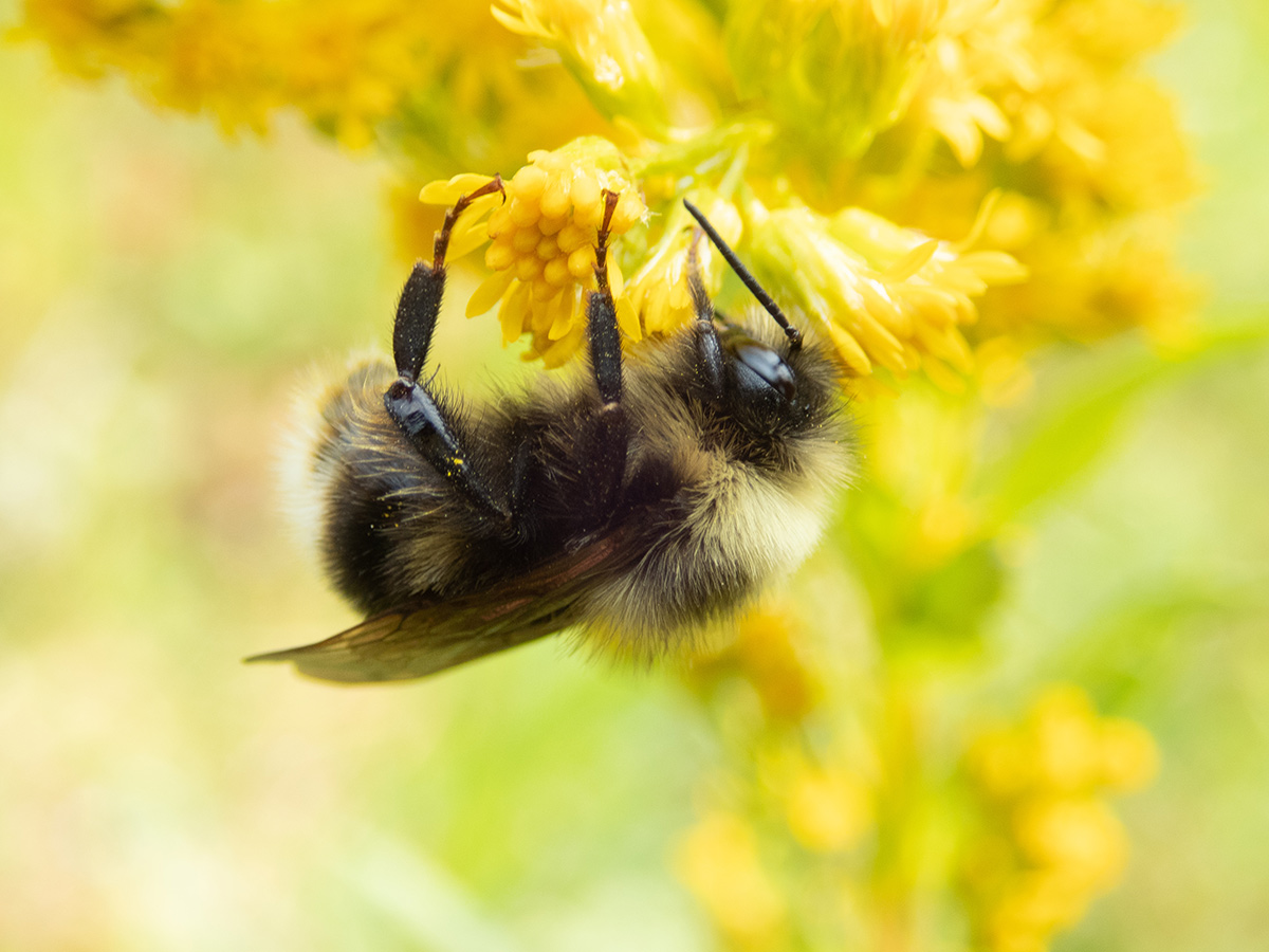 Western bumble bee on a flower covered in pollen