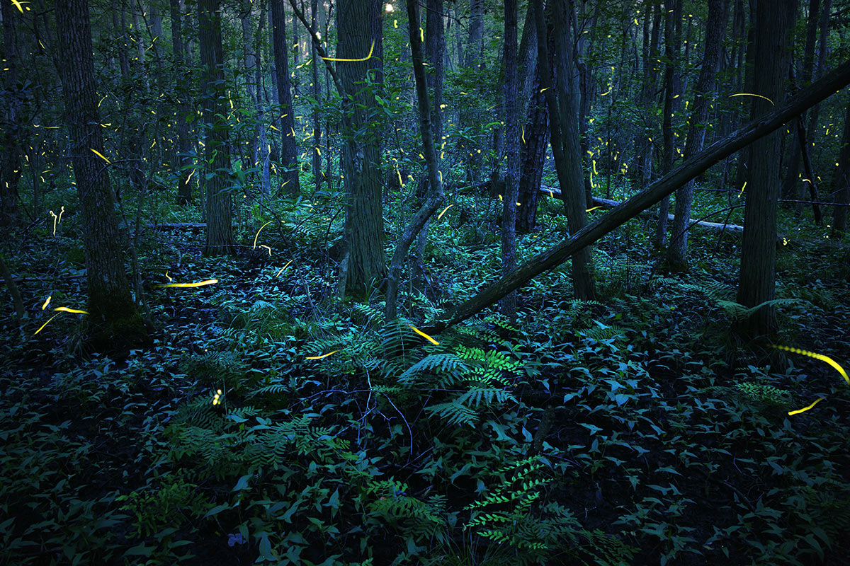 Fireflies flashing at night in a forested swamp