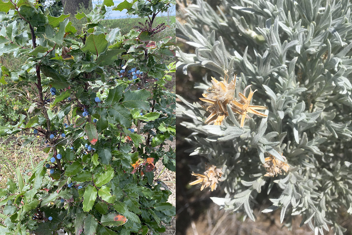 Oregon grape and rabbitbrush plants in a side-by-side comparison 