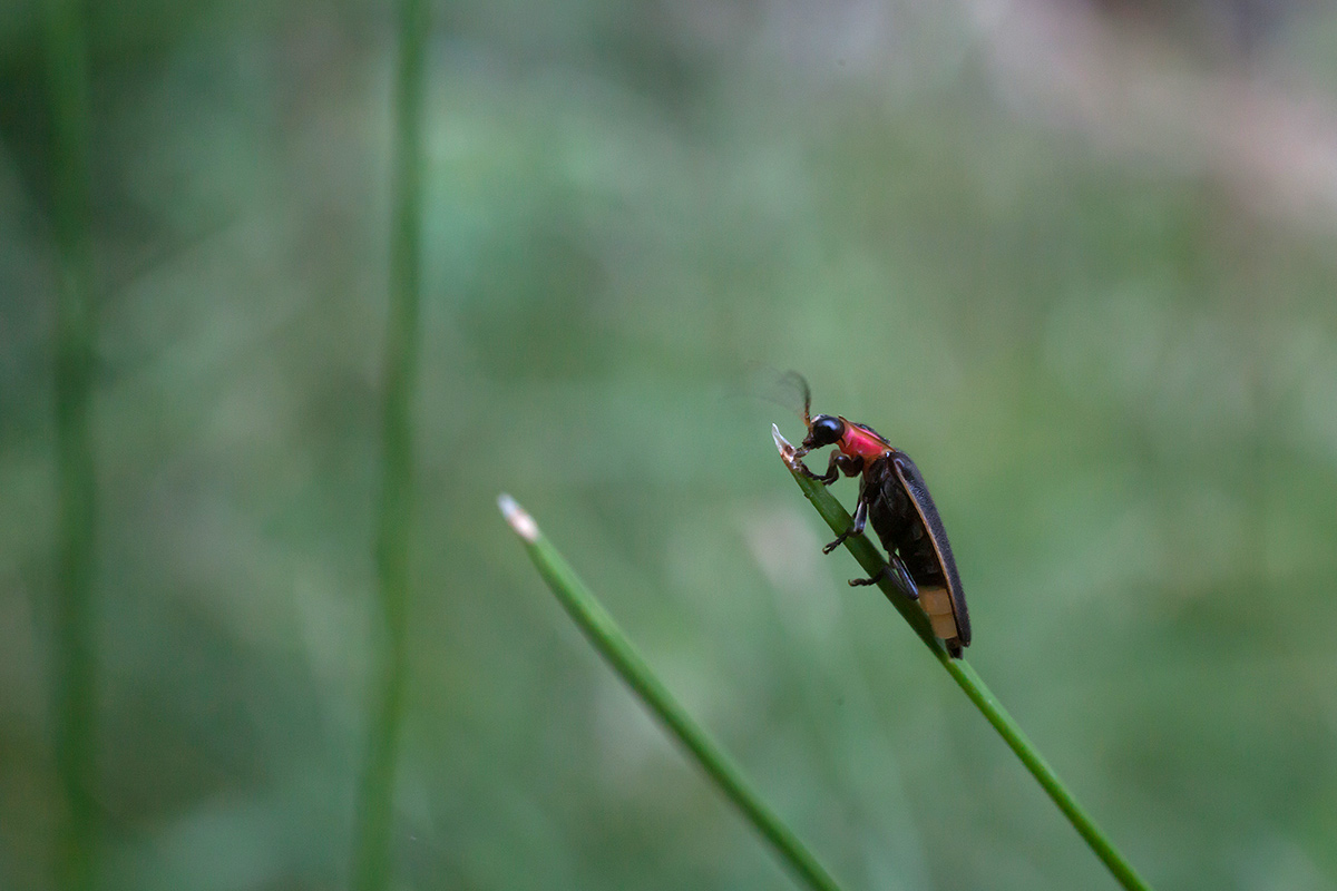 Firefly on blade of grass