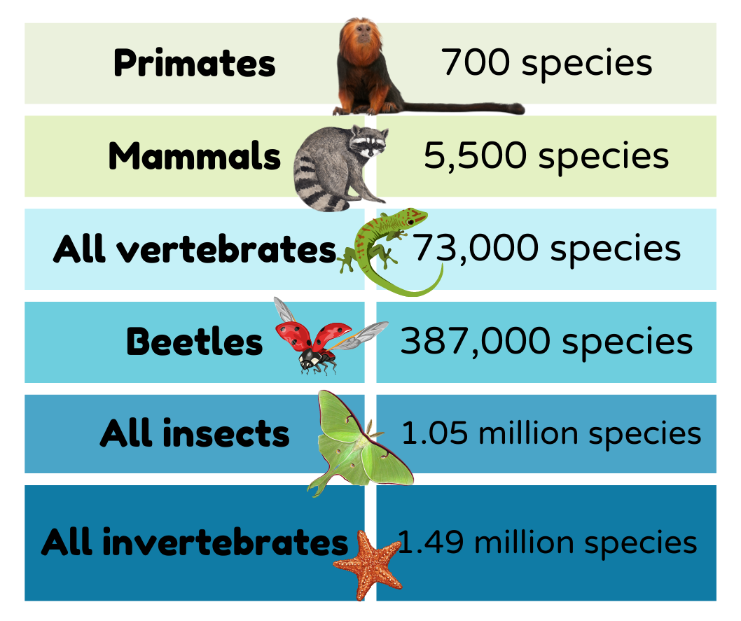 Primates: 700 species. Mammals: 5,500 species. Vertebrates: 73,000 species. Beetles: 387,000 species. Insects: 1.05 million species. Invertebrates: 1.49 million species. 