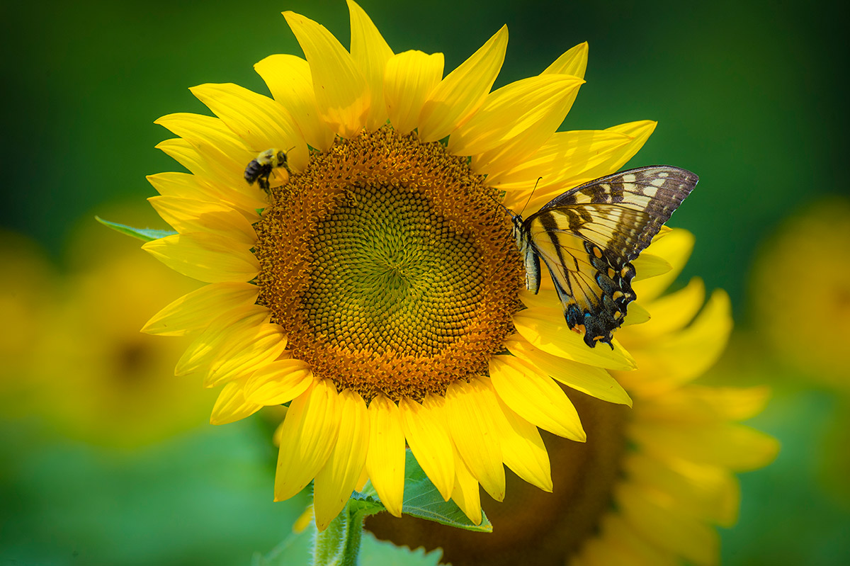 Butterfly and bumble bee on sunflower