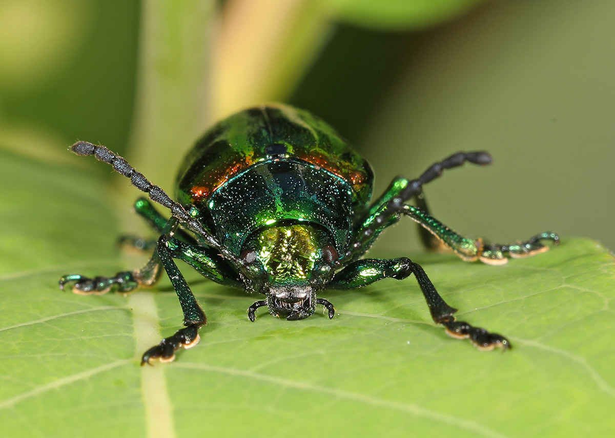 Colorful metallic dogbane beetle
