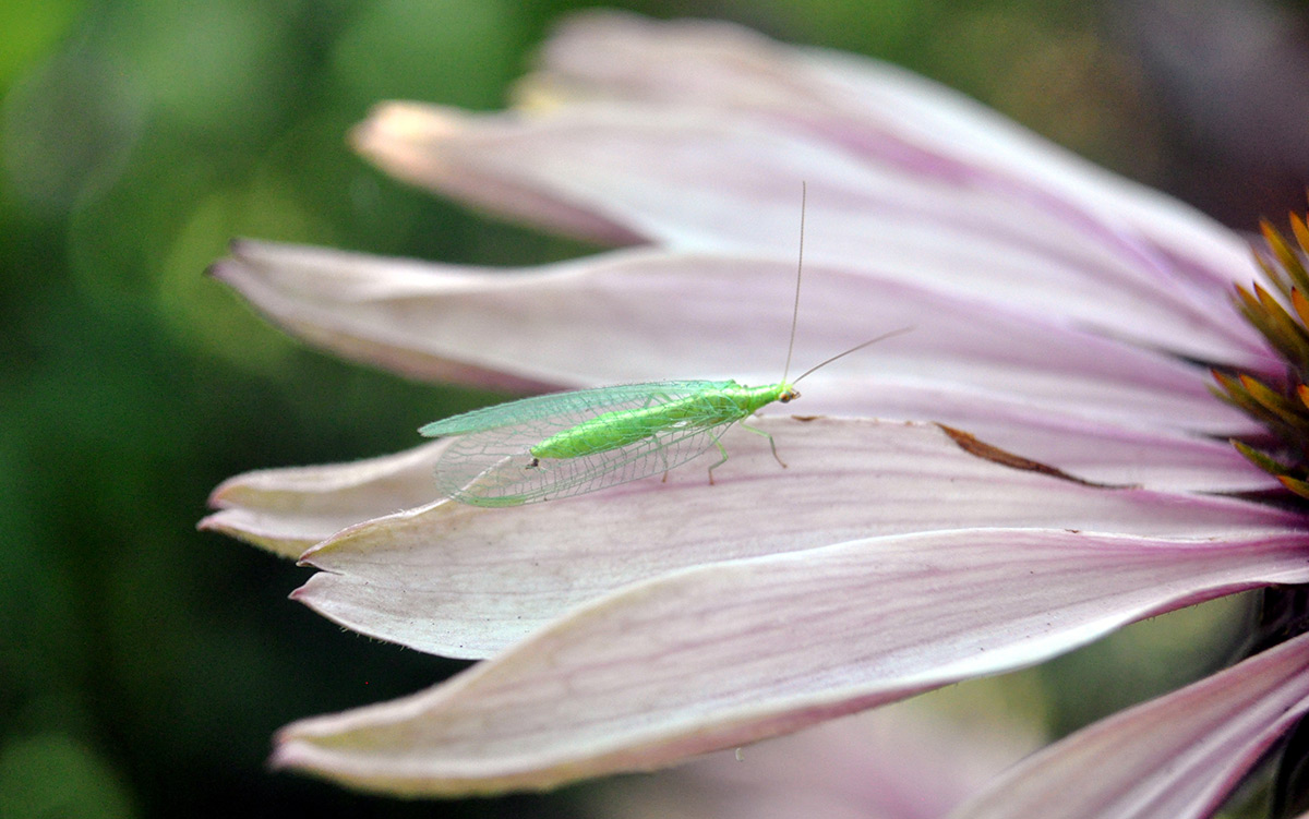 Lacewing insect on flower petals