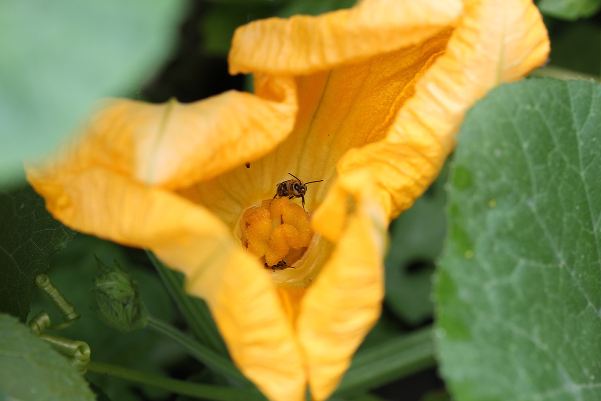Squash bee in a pumpkin blossom