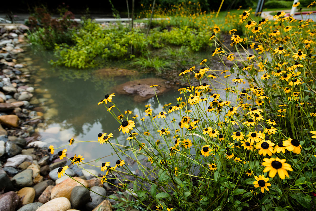 Native plants around a water feature