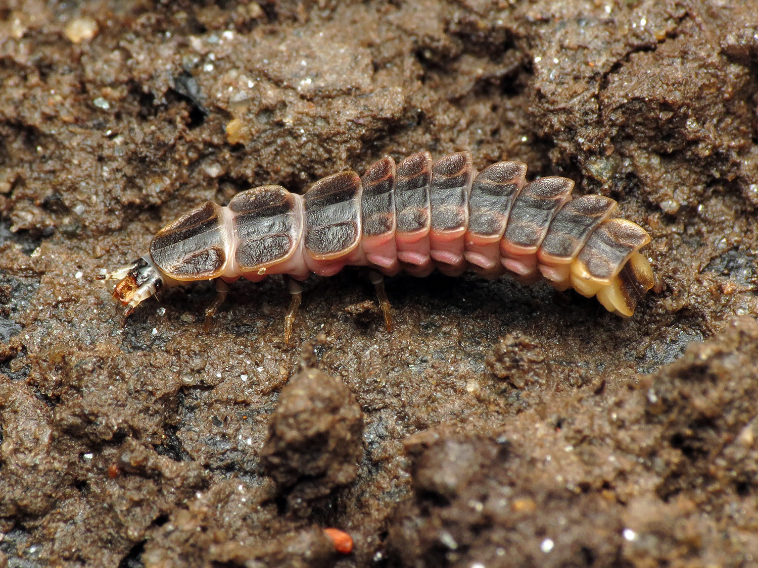 firefly larva in soil