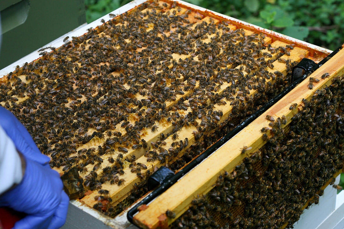 Thousands of honey bees in an open hive