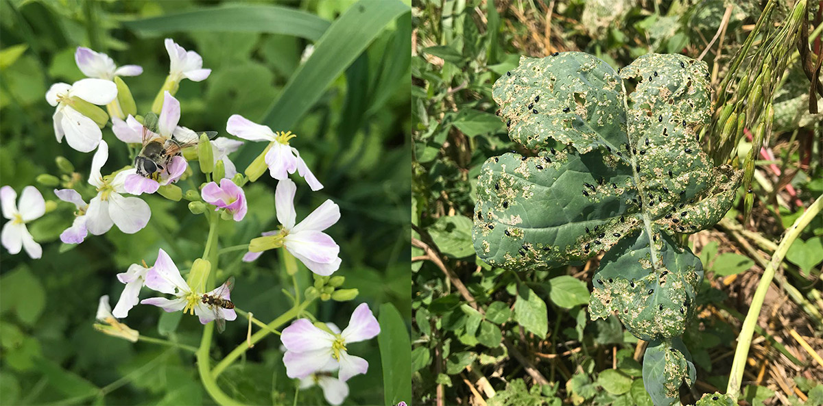 Left: flowering plant with hoverflies visiting. Right: plant in same family covered in holes and pest insects