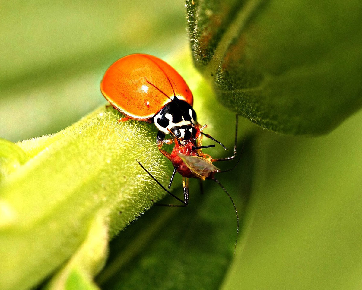 ladybug eating aphid on plant