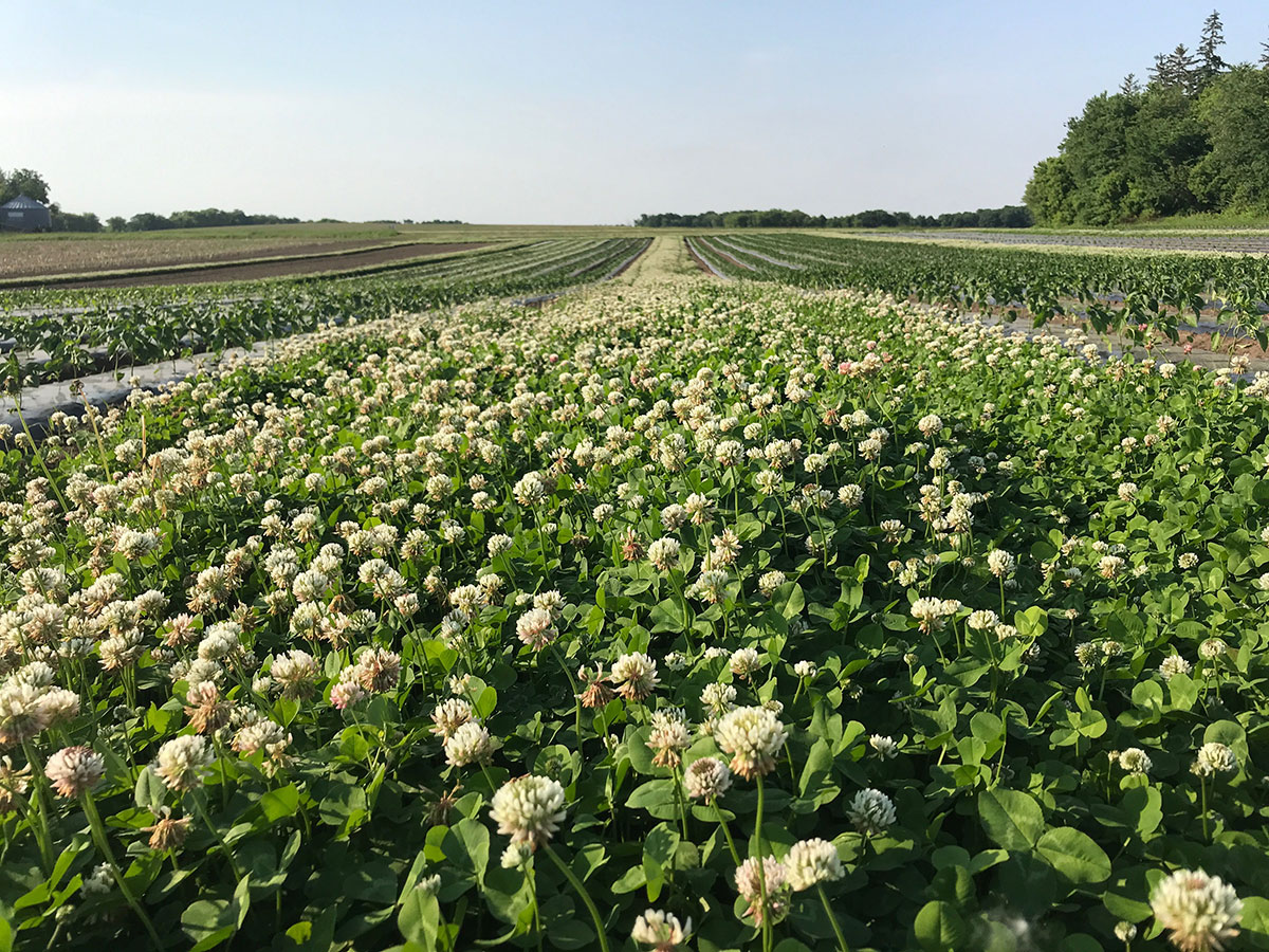 Big row of white clover on a farm