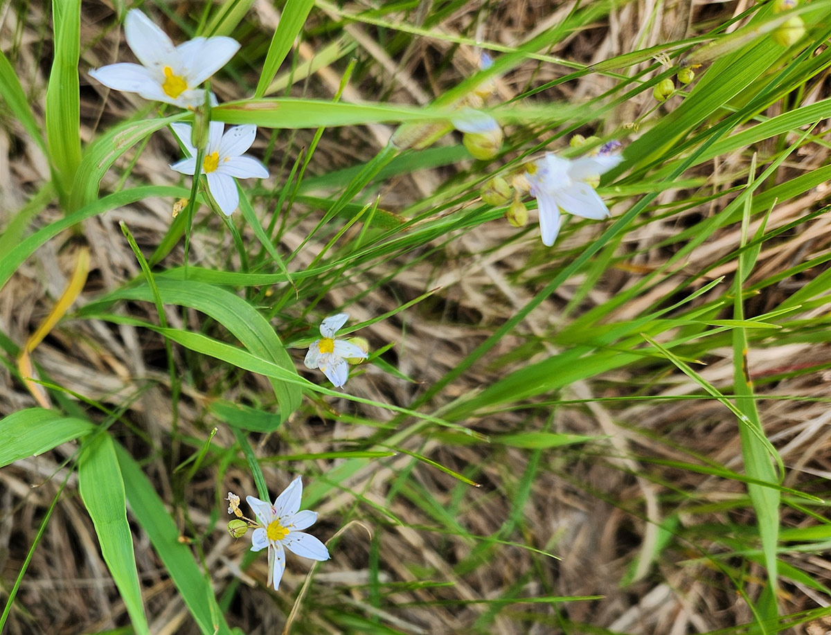 blue-eyes grass with flowers at the ends of blades