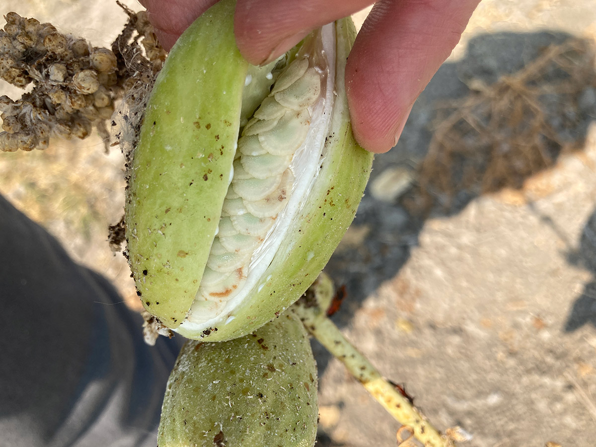 Green milkweed seed pod opened to reveal white seeds inside