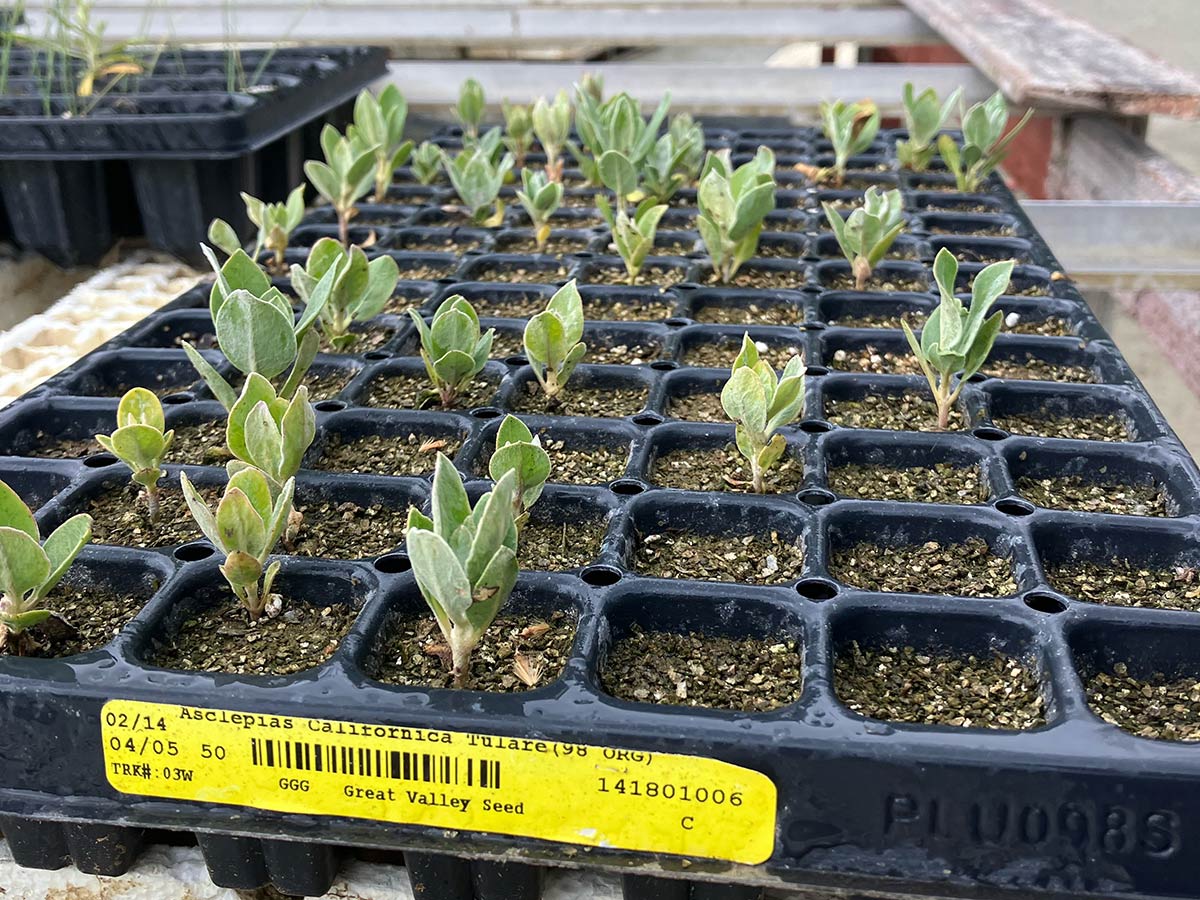 California milkweed seedlings in a tray
