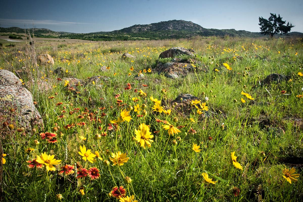 flowers growing in prairie with mountains in background