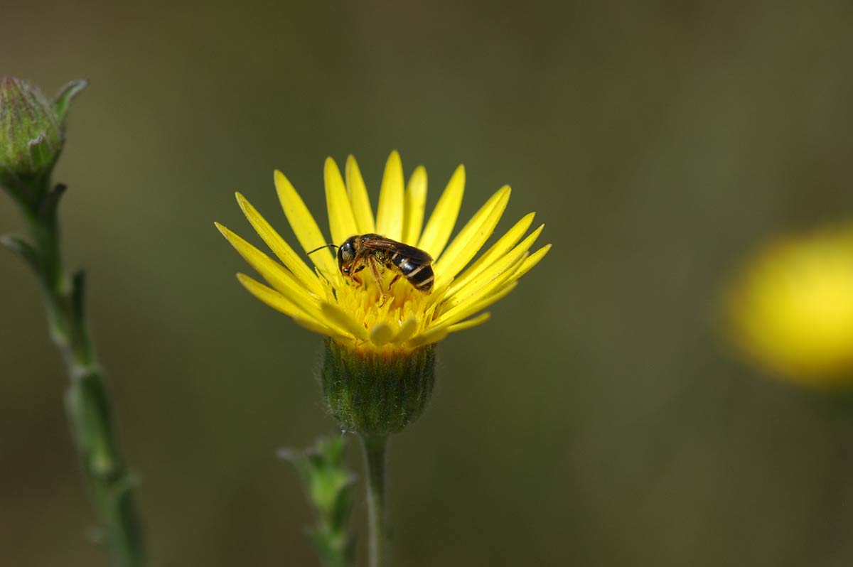 Sweat bee foraging from a flower