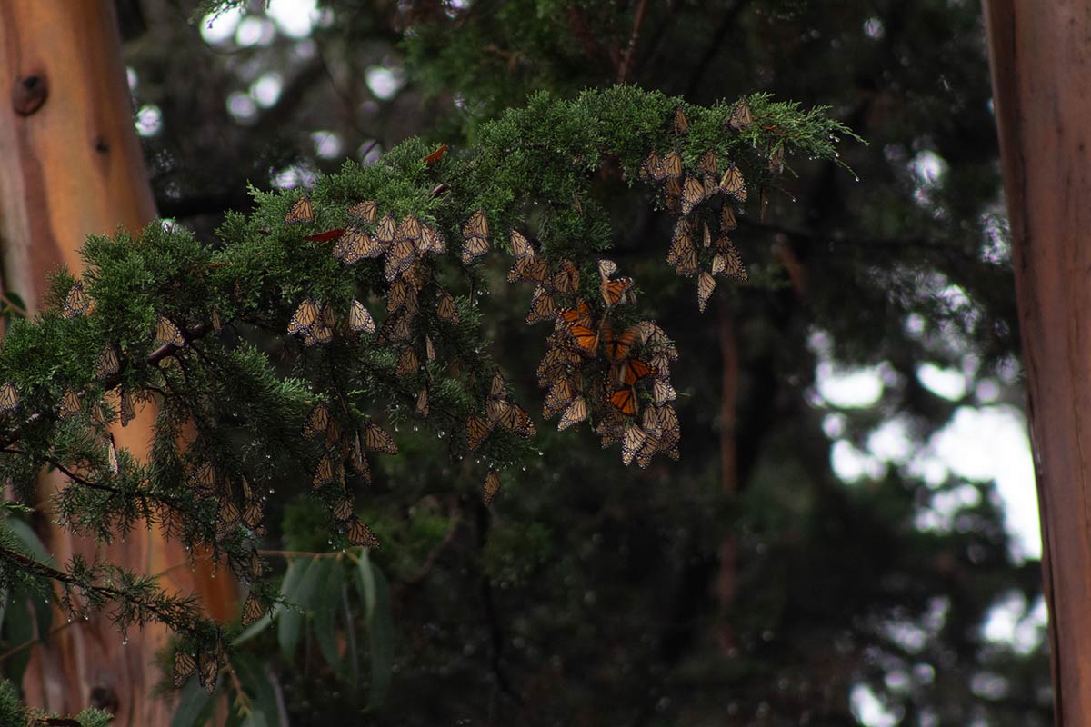 Mariposas monarca que se perchan en racimos