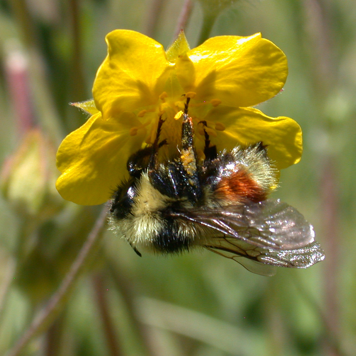 A bumble bee with fuzzy, somewhat distinct body segments, clings to a yellow flower.
