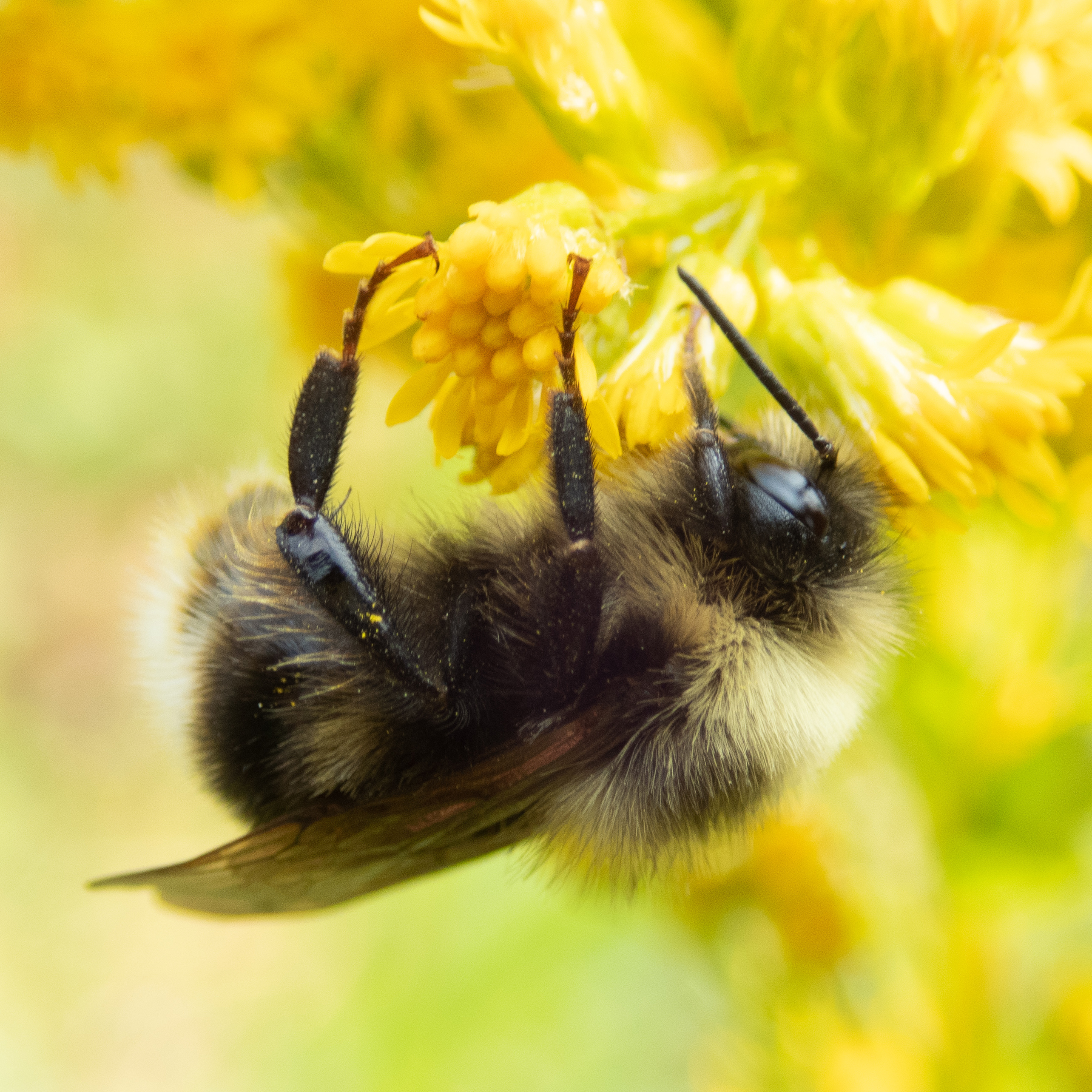 A fuzzy bumble with long hair bee clings upside down to a yellow flower.