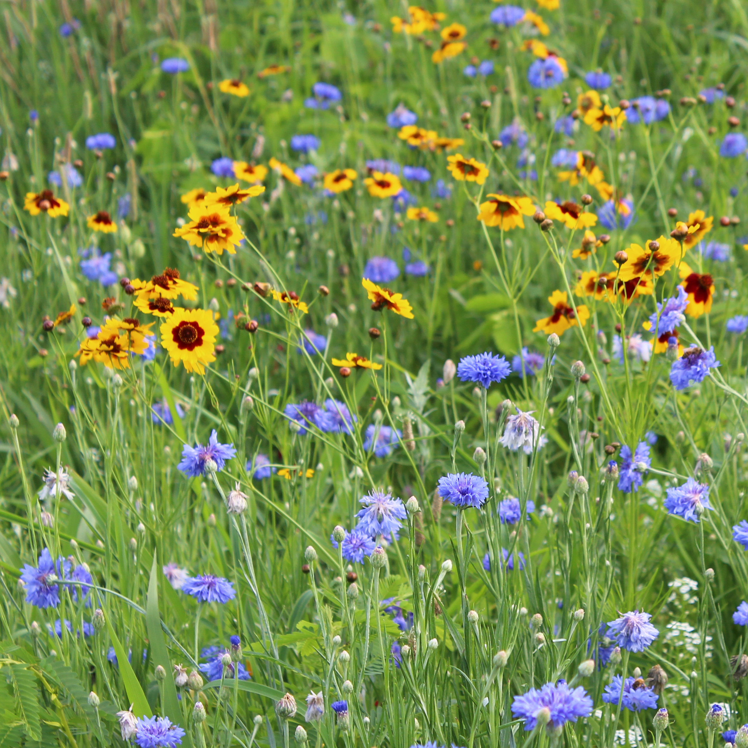A meadow is filled with colorful blossoms, primarily bluish-purple and yellow flowers.