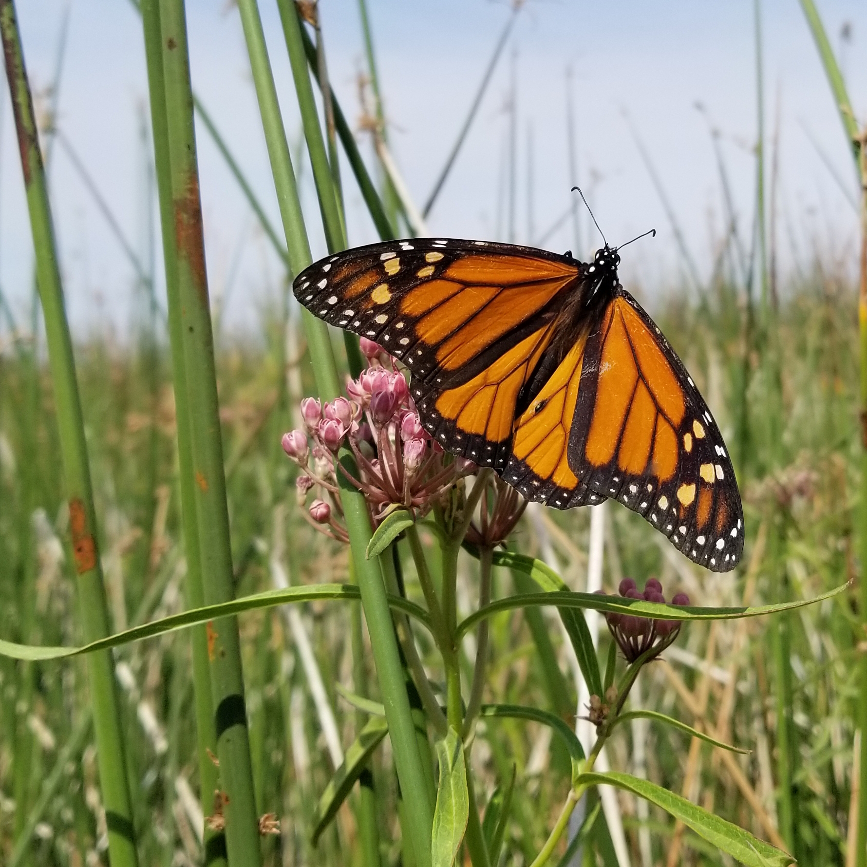 A bright orange monarch perches atop a small cluster of pink milkweed flowers.