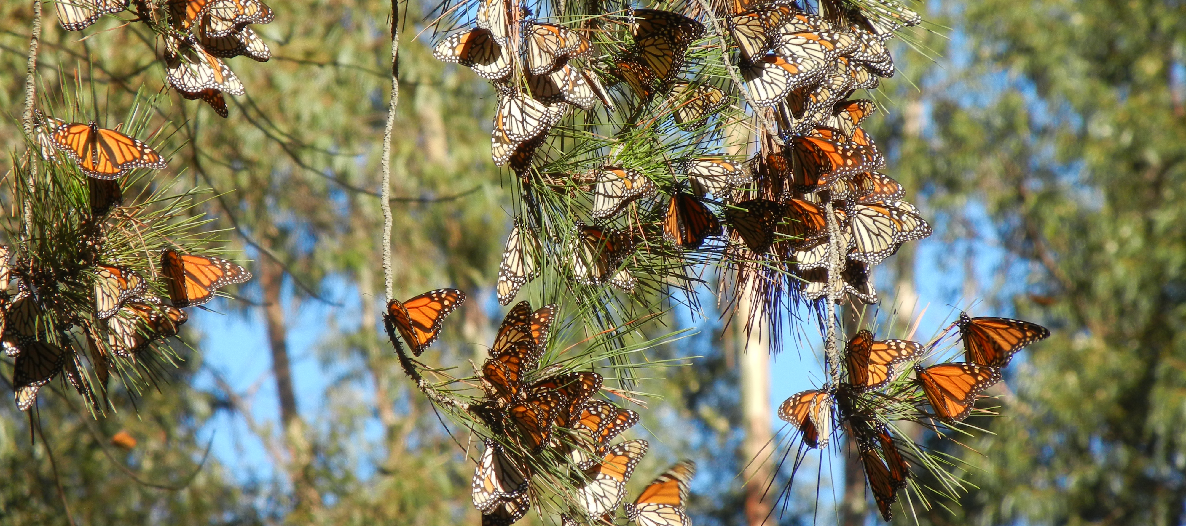 Monarchs cluster on a pine branch. Those with their wings closed look more drab, similar to dead leaves. Those with their wings open are bright orange.