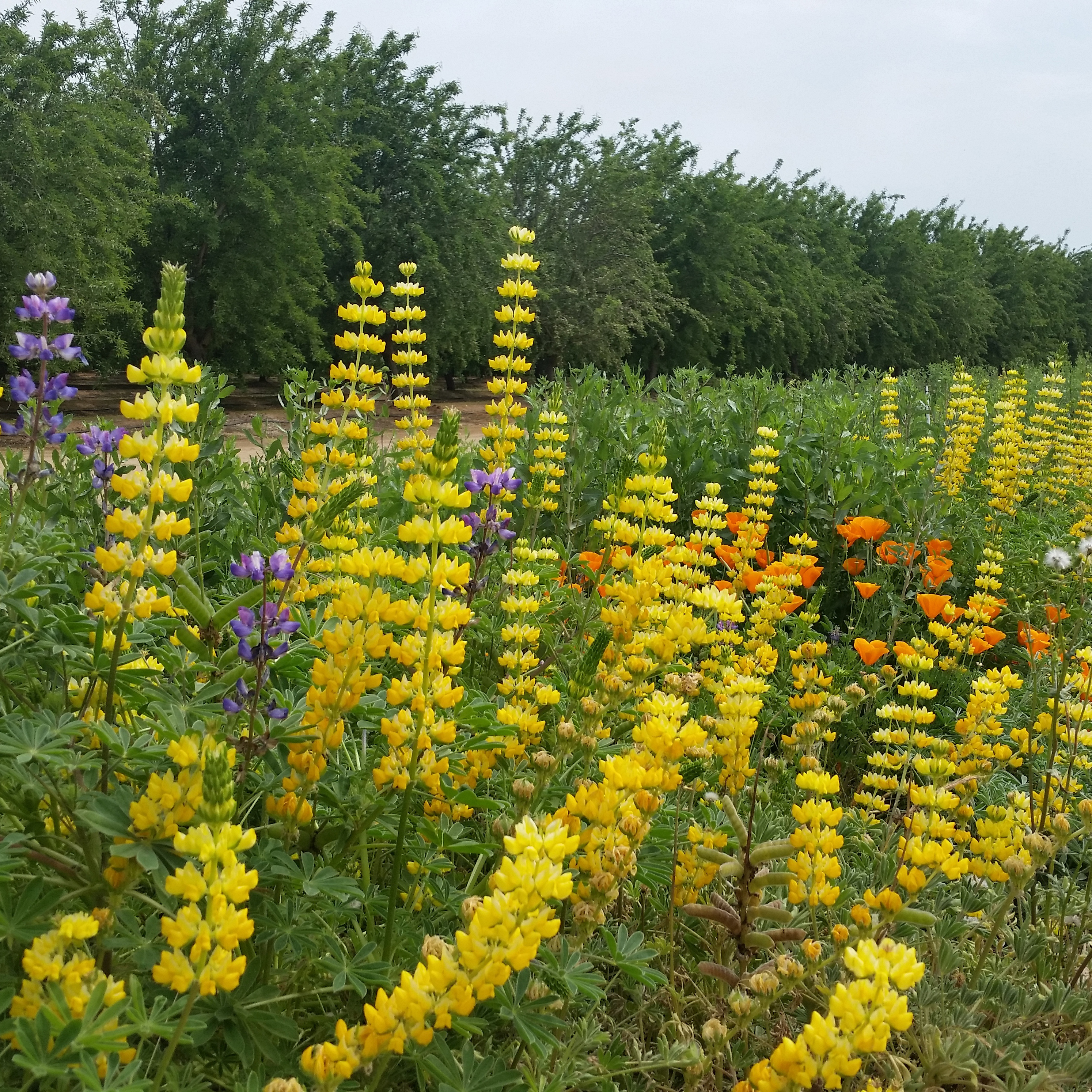 A hedgerow bordering an orchard's tidy rows is bursting with color, especially yellow.