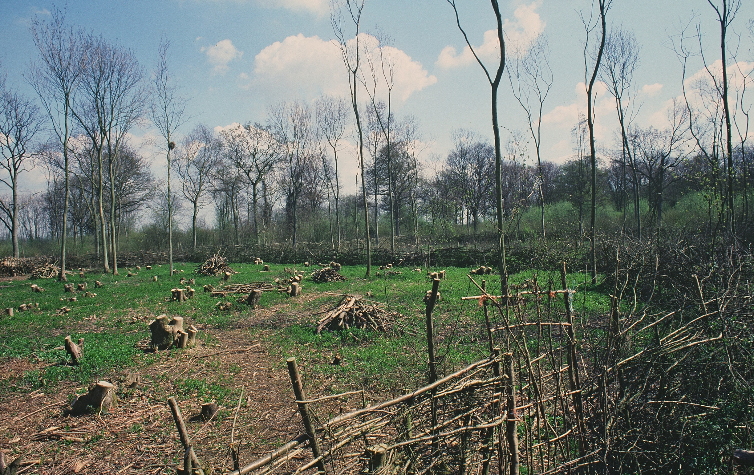 The trees in the foreground of this woodland have been cut to the stump, leaving a barren-looking clearing. Behind are regrown trees.