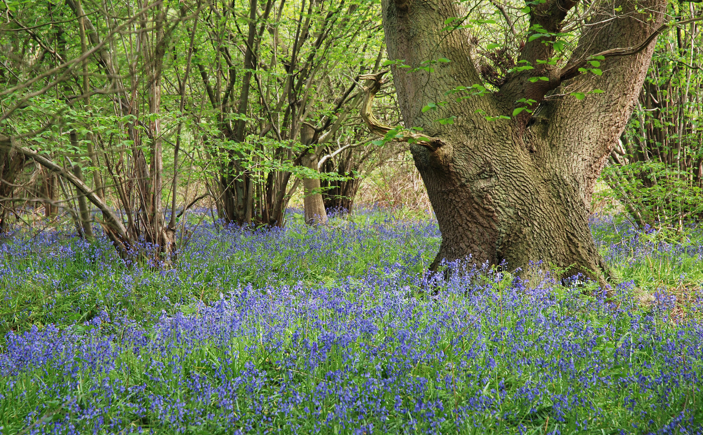 A mass of bluebell flowers carpets the ground of this English woodland. The trees have many stems and their green leaves spread above the flowers.