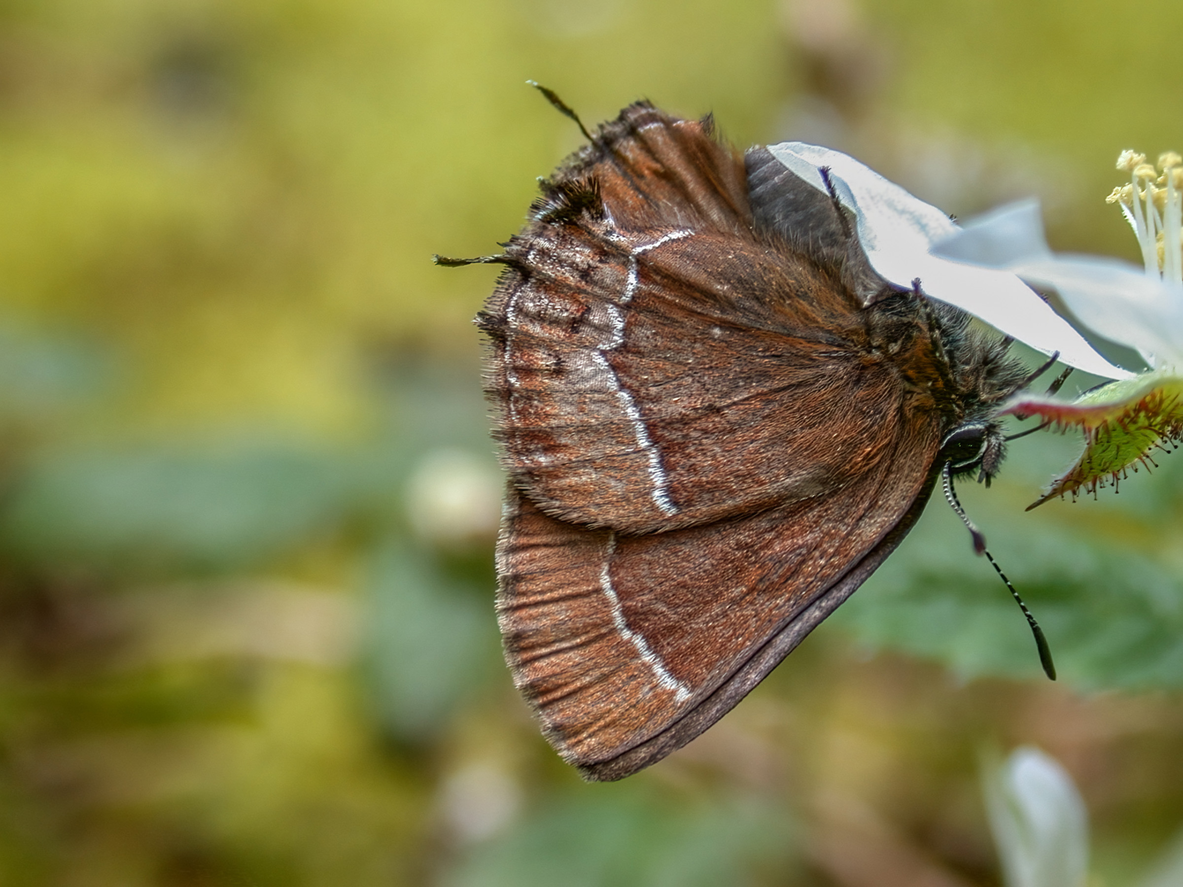 A brown butterfly hangs upside down with its wings closed as it sips nectar from a white flower. 