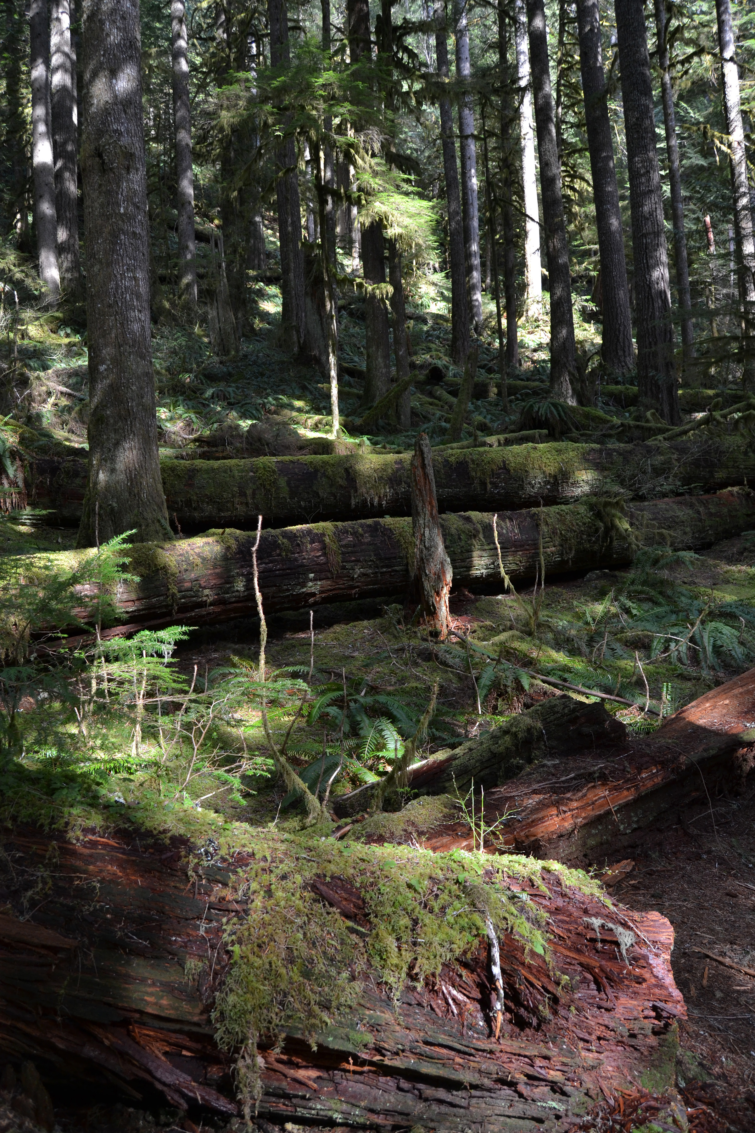 Towering trees and fallen logs are draped in green mosses in this old-growth forest.