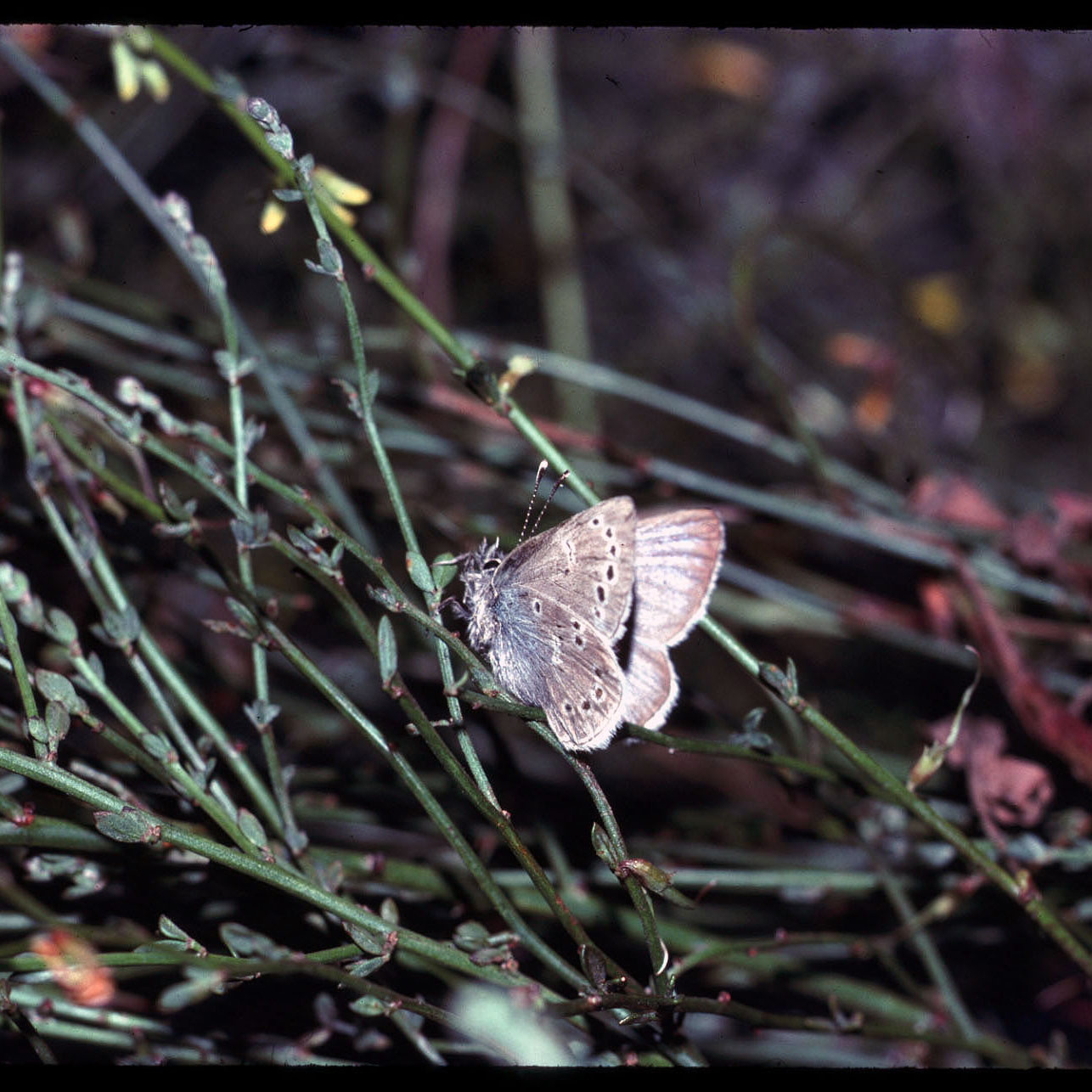 A stiff, preserved butterfly was placed on deerweed in this old, slightly distorted photo.