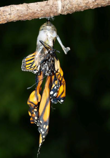 A monarch butterfly freshly emerged from its chrysalis. This monarch was infected with a parasite and has deformed wings and will not survive.