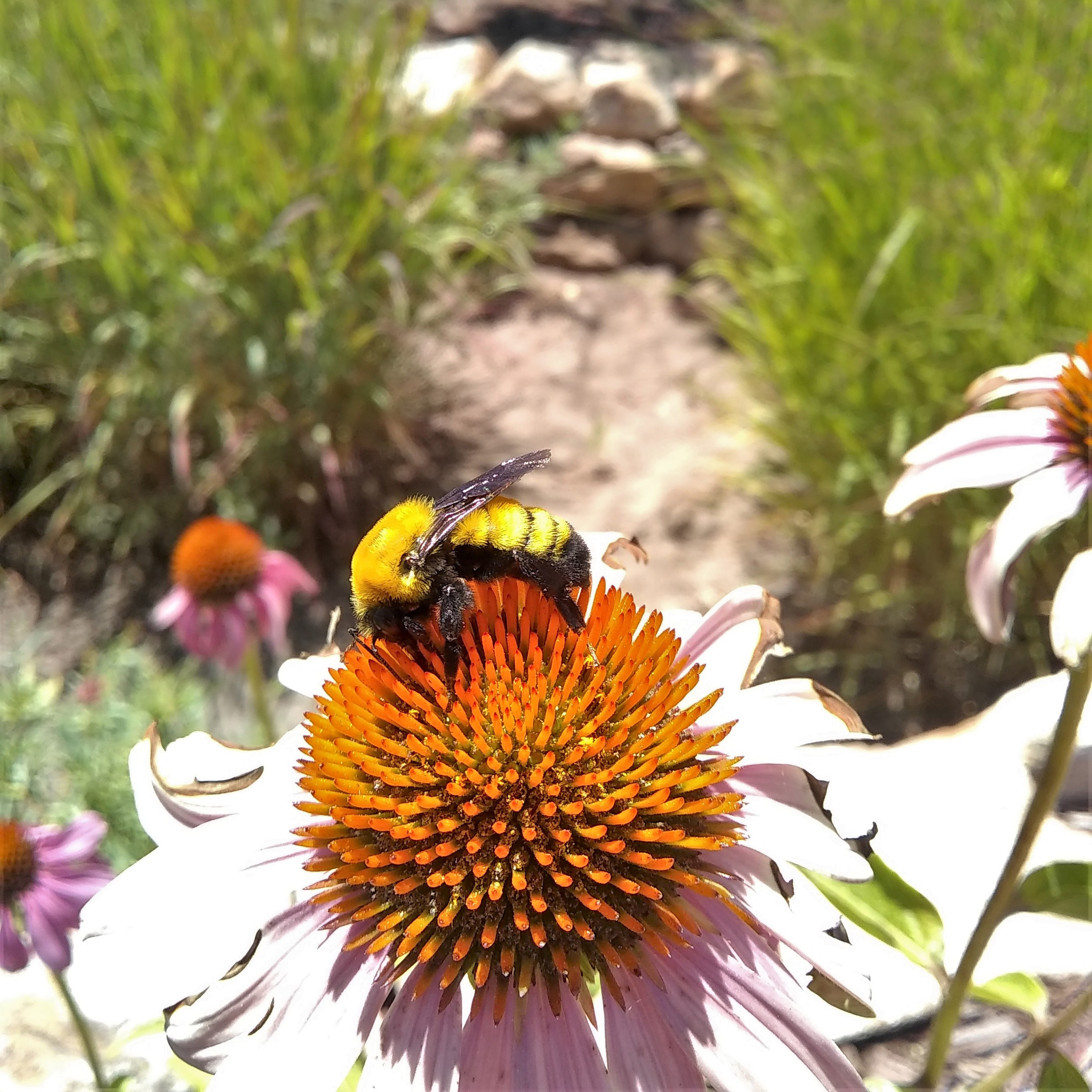 A large hairy yellow-and-black bumble bee drinks nectar from a purple coneflower.