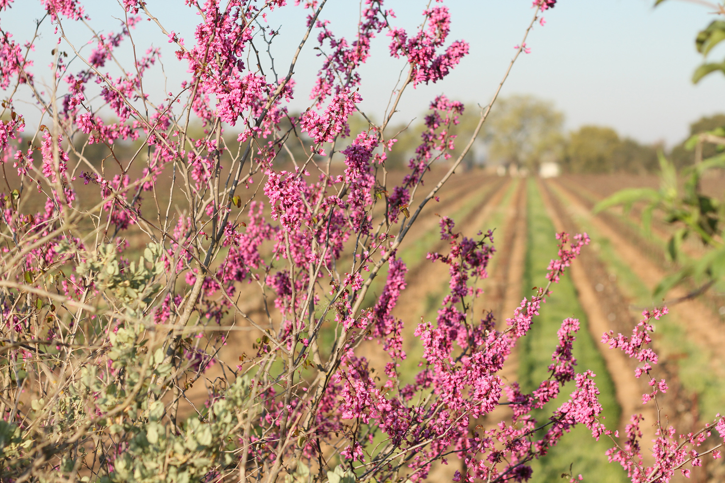 The pink blossom of a redbud tree in flower fil; the foreground, with rows of vines behind