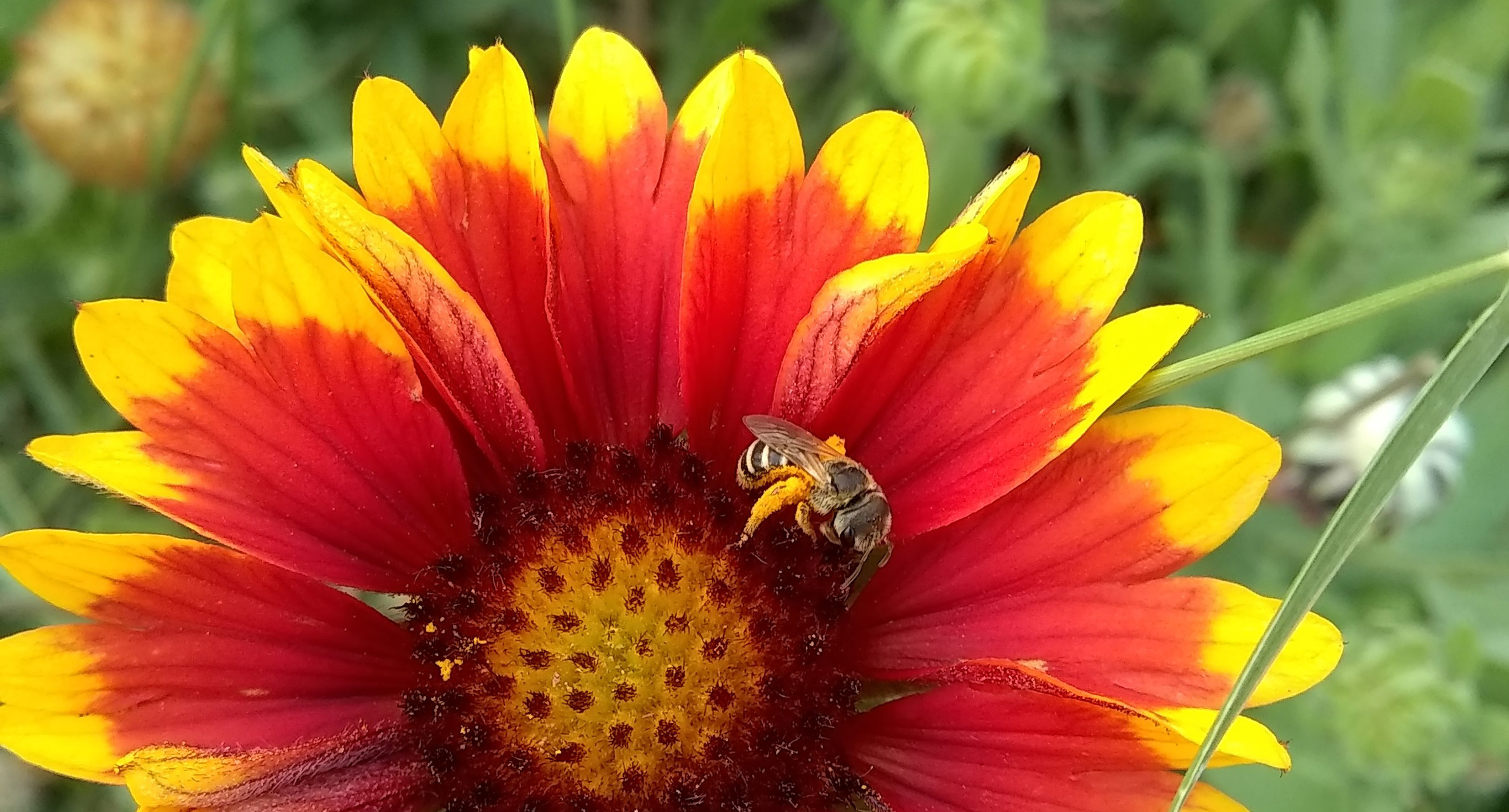 A small brown and white striped bee gather yellow pollen from the center of a red flower