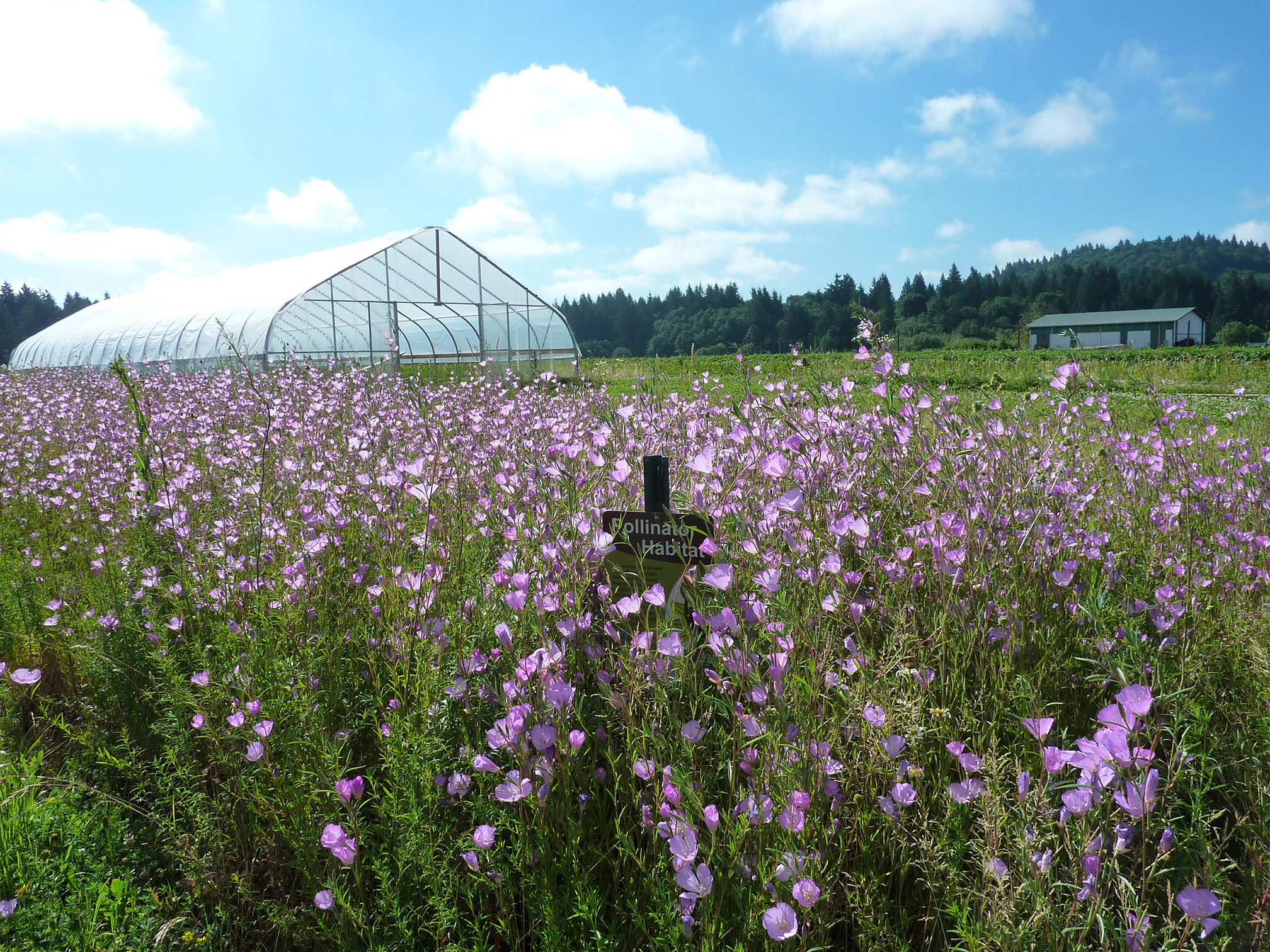 A strip of tall pink flowers bloom beside a green house on a farm.